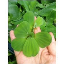 Frefly Store Pistia Su Marulu Bitkisi, Akvaryum Suyu Temizler ve Filtreler