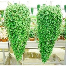 Frefly Store Dichondra Fare Kulağı Çiçeği Tohumu 100 Adet Tohum