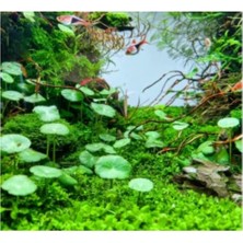 Frefly Store Hydrocotyle Verticillata Özel Tür Kolay Akvaryum Bitkisi 1 Saksı Canlı Bitki