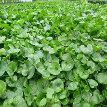Frefly Store Fare Kulağı Çim Tohumu - Dichondra Repens 1 kg