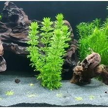 Frefly Store Limpnophila Sessiliflora 5 Dal Kusursuz Akvaryum Bitkisi Canlı Bitki