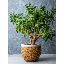 Frefly Store Para Çiçeği (20 40 Cm)1 Adet Saksılı Iç Mekan Bitkisi Crassula Ovata