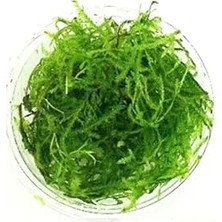 Frefly Store Vesicularia Dubyana Java Moss Cup Canlı Bitki