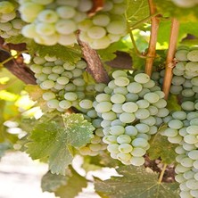 Frefly Store Tüplü Verimli Sauvignon Blanc Üzüm Fidanı