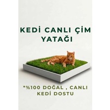 Empressco Premium Canlı Kedi Çimi Yatağı - Yetişmiş Canlı Çim & Ahşap Kutu