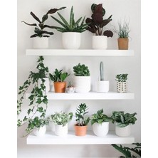 Empressco 50X15CM Beyaz Duvar Rafı, Duvar Dekorasyonu, Kitaplık