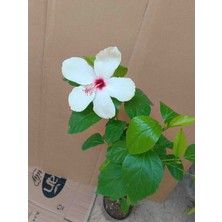 Aydoğdu Japon Gülü(Hibiscus) Beyaz Renk