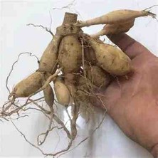 CSY 10 Adet Yıldız Çiçeği Soğanı ( Dahlia Yumrusu ) Ithal Renk.5 Farklı Renk Çimlenme Garantilidir.