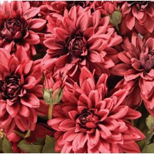 CSY 10 Adet Yıldız Çiçeği Soğanı ( Dahlia Yumrusu ) Ithal Renk.çimlenme Garantilidir.