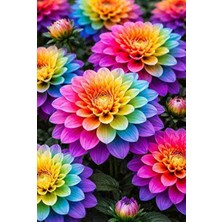 CSY 10 Adet Yıldız Çiçeği Soğanı ( Dahlia Yumrusu ) Ithal Renk.5 Farklı Renk Çimlenme Garantilidir.