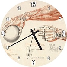 Elarque Duvar Saati Insan Anatomisi El ve Kol Görseli , 30X30 cm