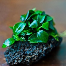 1001 Anubias Petite Saksı Canlı Bitki 5-7 Yaprak
