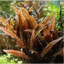 1001 Akvaryum Bitkileri Cryptocoryne Wendtii Brown Saksı Canlı Bitki