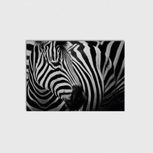 Domirus Zebra Poster Çerçevesiz Duvar Dekorasyonu