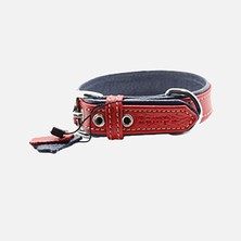 Zampa Flotter M Köpek Boyun Tasması 54 cm (4'li Paket)
