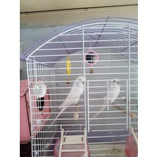 Pet 3 Adet Kuşlar Için Zilli Aynalı Oyuncak-Karışık Renk