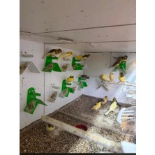 Pet 4 Adet Kuşlar Için V Tünek Mavi Renk