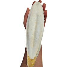 Brf Store Sepetium Xl Kalamar Kemiği(Iri Boy 15-20 cm Aralığında)