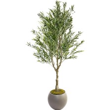 Nettenevime Yapay Zeytin Ağacı Doğal Kök Detaylı Büyük Dolgun Model Mokka Plastik Küre Saksıda 200CM Yapay Ağaç