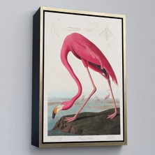 Trezon Ahşap Çerçeveli John James Audubon - Amerikan Flamingo TABLOSU-7301