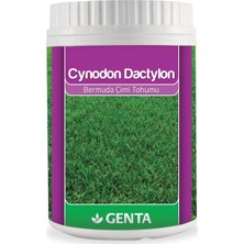 Genta Cynodon Dactylon Bermuda Çim Tohumu 500 gr