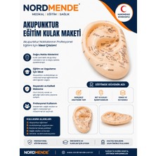 Uzman Toptan Mey Ithalat®  Akupunktur Eğitim Kulak Maketi Auriküloterapi Nokta Gösterim Anatomik Eğitim Modeli