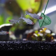 Ekoodukkan Akvaryum Balık Kepçesi - 10 cm