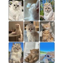 Kedi   Fotokart Pvc Kaplı 9*6 cm 7 Adet Alındığında 2 Adet Hediye Gönderimi Yapılacaktır