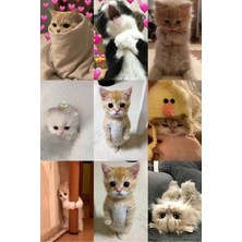 Kedi   Fotokart Pvc Kaplı 9*6 cm 7 Adet Alındığında 2 Adet Hediye Gönderimi Yapılacaktır
