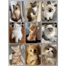 Kedi   Fotokart Pvc Kaplı 9*6 cm 7 Adet Alındığında 2 Adet Hediye Gönderimi Yapılacaktır