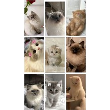 Kedi   Fotokart Pvc Kaplı 9*6 cm 7 Adet Alındığında 2 Adet Hediye Gönderimi Yapılacaktır