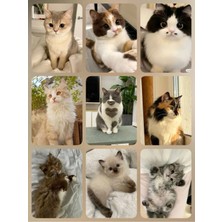 Kedi   Fotokart Pvc Kaplı 9*6 cm 7 Adet Alındığında 2 Adet Hediye Gönderimi Yapılacaktır