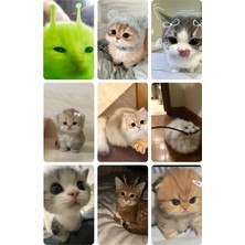 Kedi   Fotokart Pvc Kaplı 9*6 cm 7 Adet Alındığında 2 Adet Hediye Gönderimi Yapılacaktır