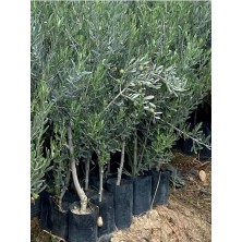 Esranın Dünyası Videolu Gemlik Zeytin Fidanı Fidesi 1 Adet 1. Kalite 80-150 cm Saksılıtüplü (Olive Sapling)