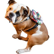 Esranın Dünyası Köpek Sırt Çantası – 2’si 1 Arada Göğüs Tasması Fonksiyonlu, Su Geçirmez, Ayarlanabilir, Küçük & Büyük Irklar Için,travel, Çantalı Göğüs Tasmas, Small