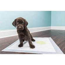 Esranın Dünyası Köpek Tuvalet Çiş Eğitim Pedi 60X90 cm ( 10 Adet )