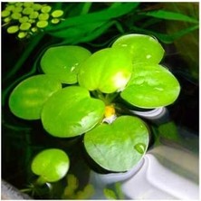 Esranın Dünyası Frogbit Su Üstü Bitkisi 1 Adet Akvaryum Bitkisi Havuz Bitkisi