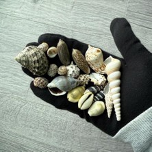 MarkEntegra 20 Adet Karışık Doğal Deniz Kabuğu – Dekoratif ve Koleksiyonluk
