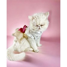 Hakay Tütülü Kedi Elbisesi, Creamy Fuschia Renk, Şık Tasarım