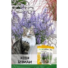Hakay Kedi Nanesi Çiçek Tohumu, 100 Adet, Kediler Için Eğlenceli