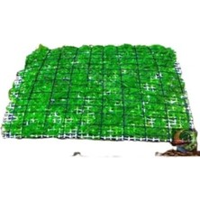 Hakay Weeping Moss Canlı Bitki, 5x5 cm - Tele Sarılı