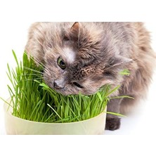Hakay 2000+ Tohum ve Saksı ile Kedi Çimi Seti