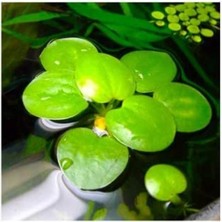 Hakay 1 Adet Havuz Bitkisi - Frogbit Su Üstü Bitkisi