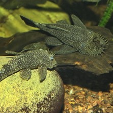Hakay Vatozlar Için Özel 500 Gram Tablet Yem, Pro Novo Pleco