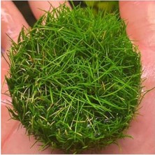 Hakay Canlı Bitki, Mini Parvula In Vitro Cup, Akvaryum Için
