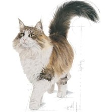 Hakay Jöleli Yaş Kedi Maması, 85 gr x 12 Adet Paket