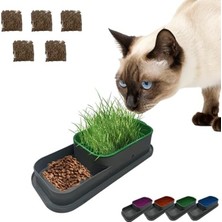 Die Grup Hidroponik Kedi Çimi Kabı, 5 Paket Tohumlu Set