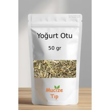 Mucize Tıp Yoğurt Otu Dökme 50 gr