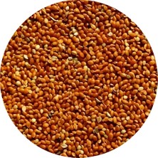 Katzoo Kırmızı (Kızıl Darı)