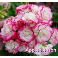 Hobi Çiçekçilik Applesson Fide